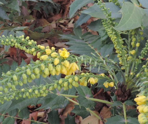 Mahonia sp (Berberidaceae)  orig. Cina